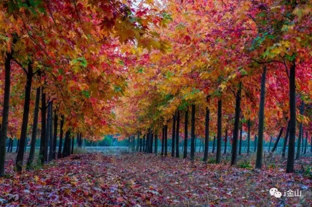 農房還能這樣改造，看80后女孩的農村自建房日記